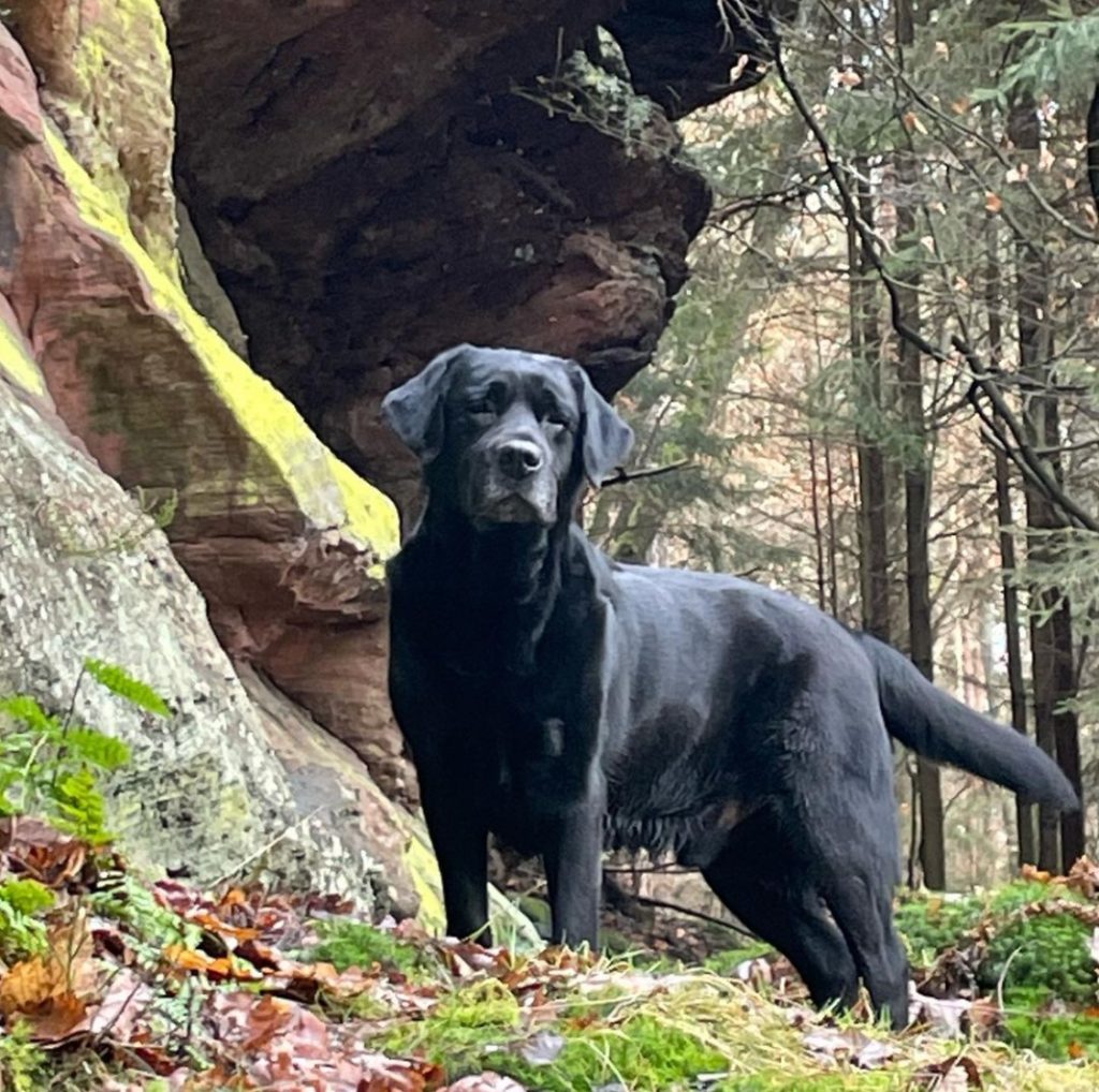 Ausflug im Pfälzer Wald