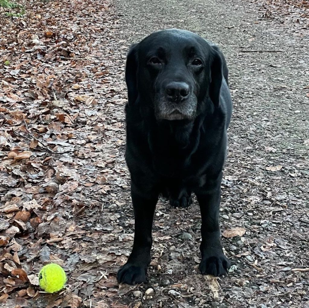 Hundefreundliches Hotel - Spiel mit mir!