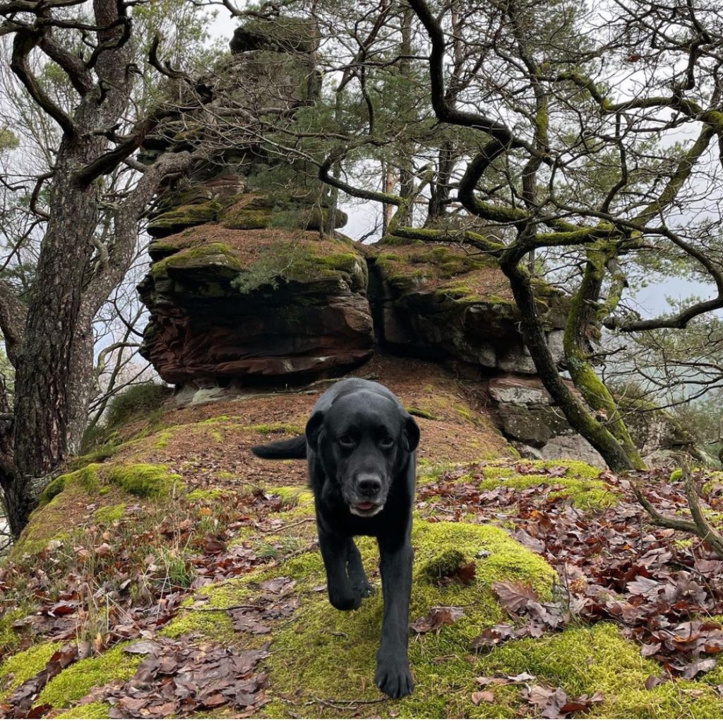 Hundefreundliches Hotel