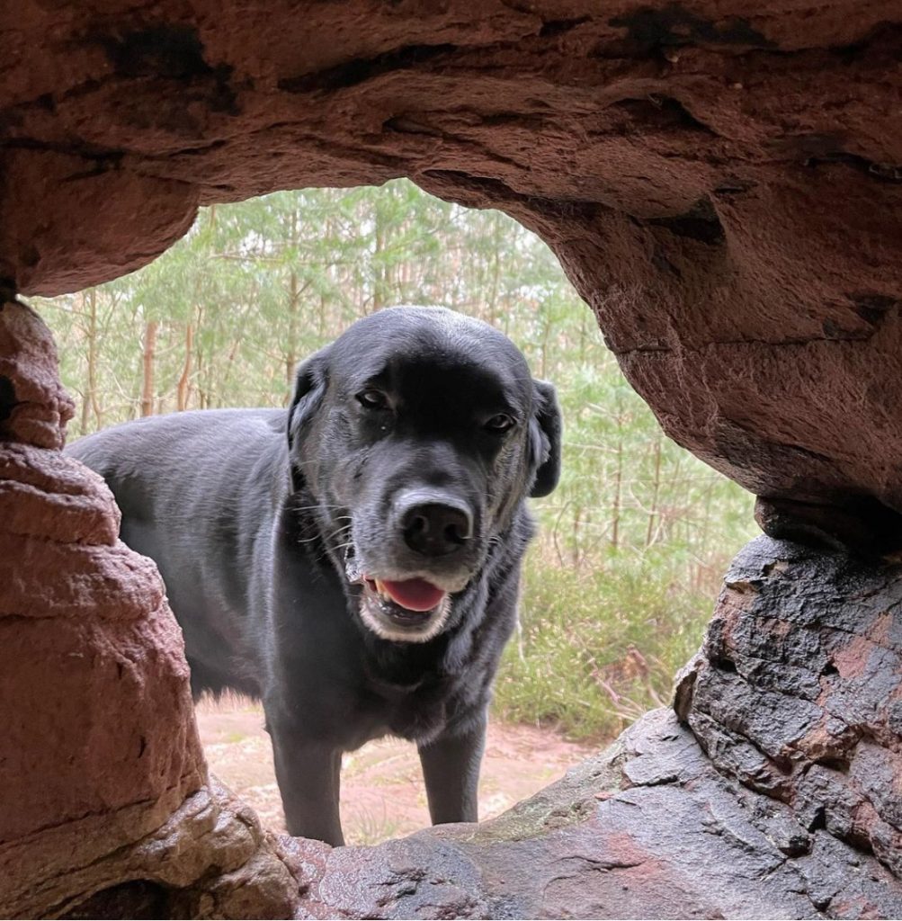 Hundefreundliches Hotel - Ausflüge mit Hund