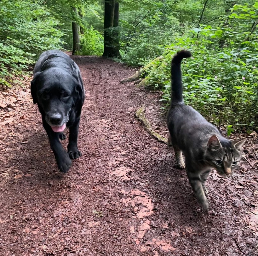 Hundefreundliches Hotel - Ausflüge mit Hund